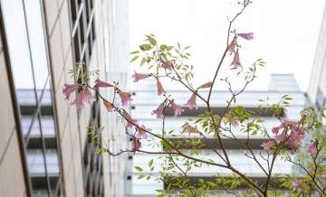 Tree blossoming